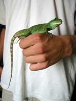 water dragon, showing length of tail